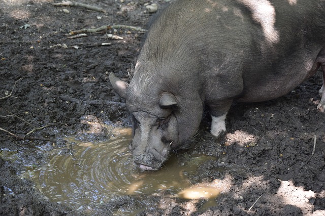 在这项赛事 在这项赛事