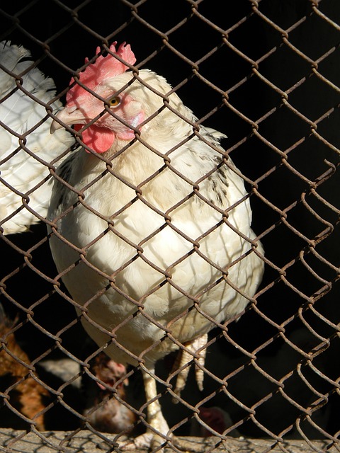 奇的同时增 奇的同时增