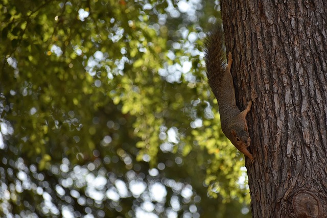 拥有自己的 拥有自己的
